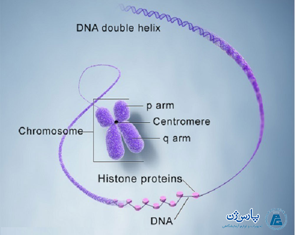  ساختار کروموزوم‌ها