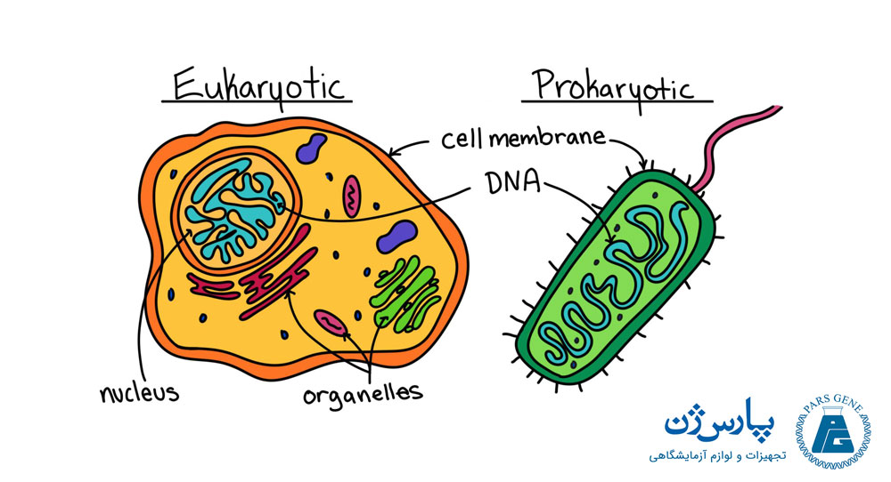 مقایسه کروموزوم در سلول‌