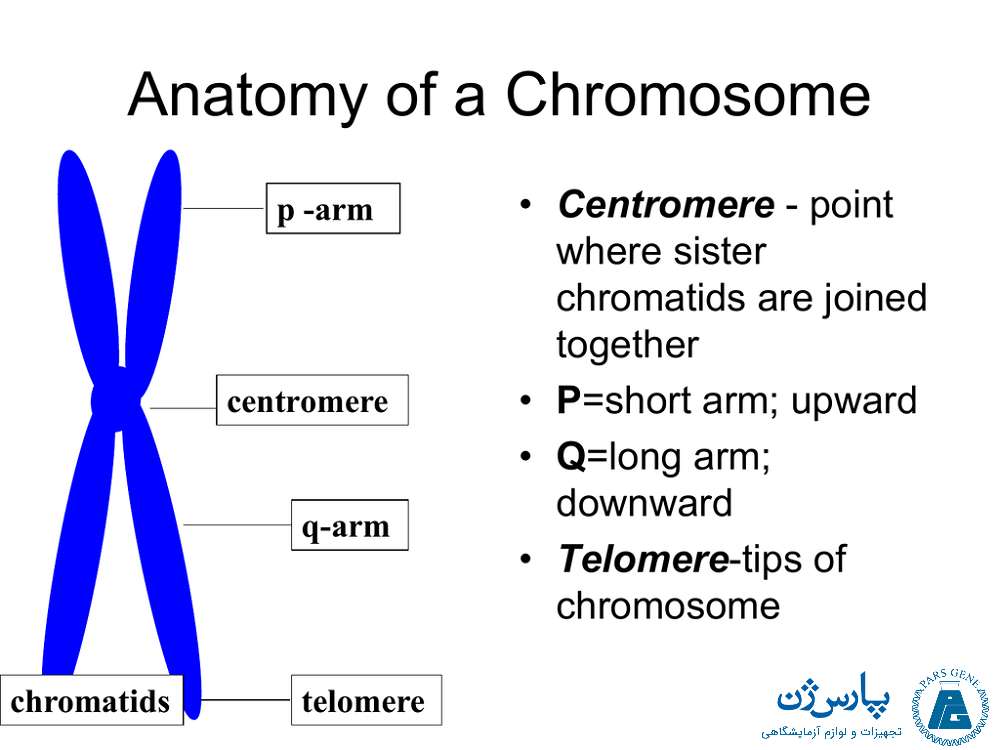 بازوهای کروموزوم