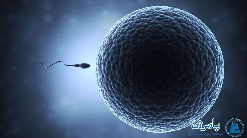سلول‌های تخمک و اسپرم 
