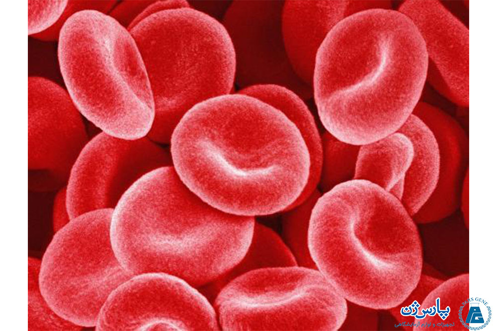 تصویر میکروسکوپی گلبول‌های قرمز خون