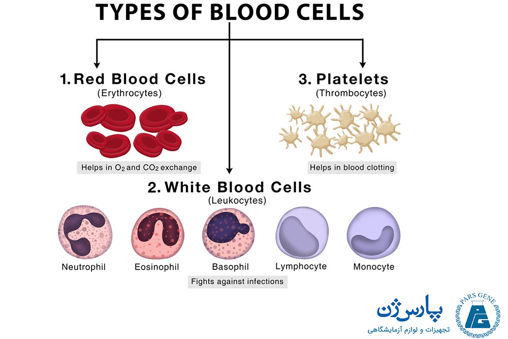 سلول های خون