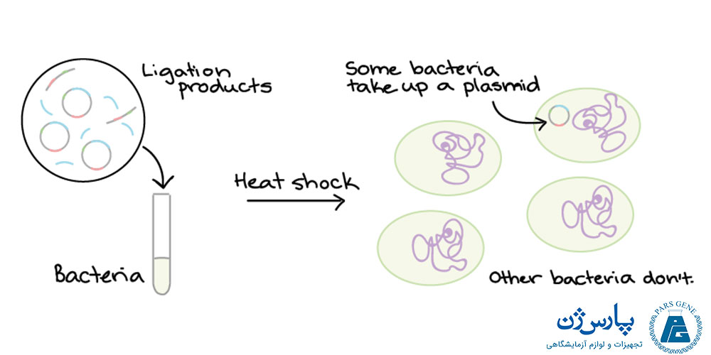 ترانسفورماسیون باکتری