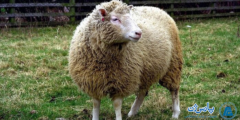 گوسفند دالی