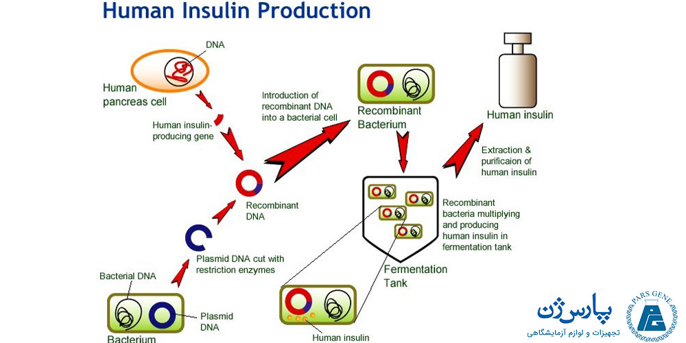 تولید انسولین نوترکیب