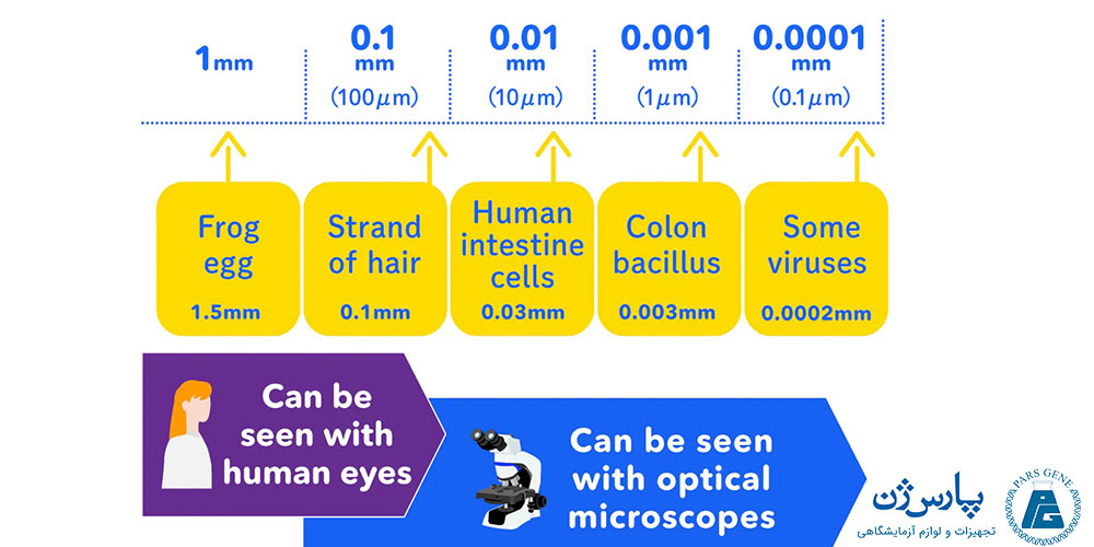 مقایسه توانایی تشخیص جشم انسان و میکروسکوپ