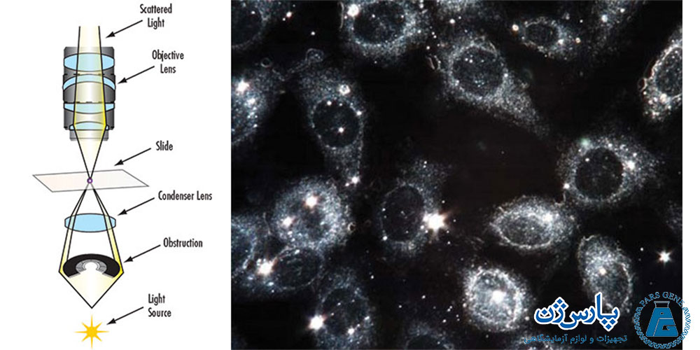 تصویر باکتری زنده با میکروسکوپ زمینه تاریک
